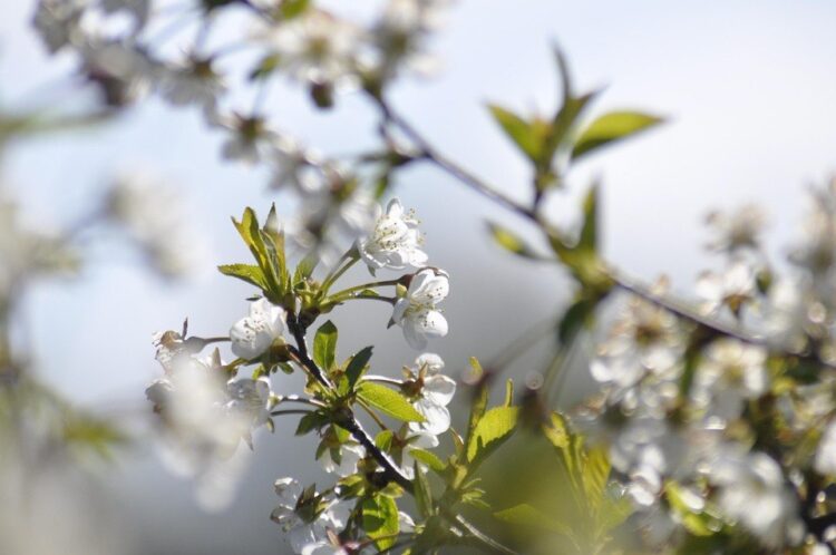 Kwiaty kwitnące przez całe lato – uroda ogrodu